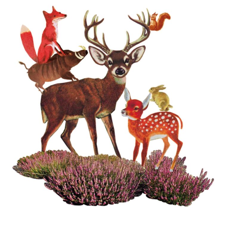 cover illustratie en binnenwerk illustraties voor de junior bosatlas nederland